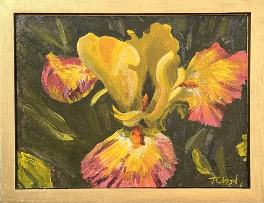 Yellow Iris with Red Fringe